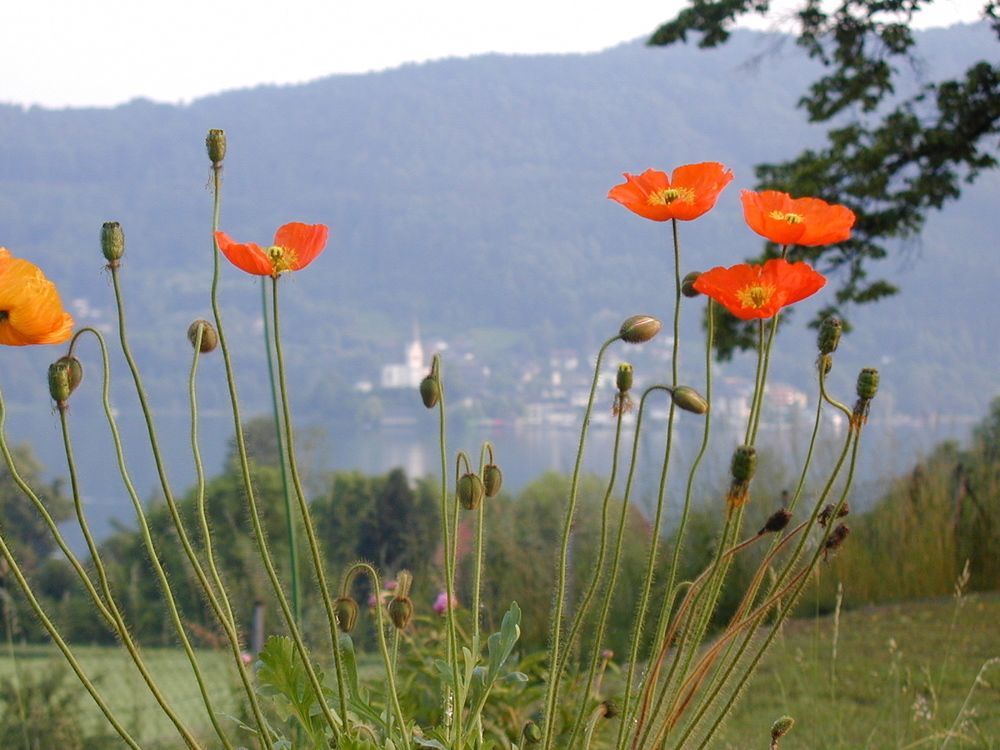 Landhaus Strussnighof Pörtschach am Wörthersee Екстериор снимка